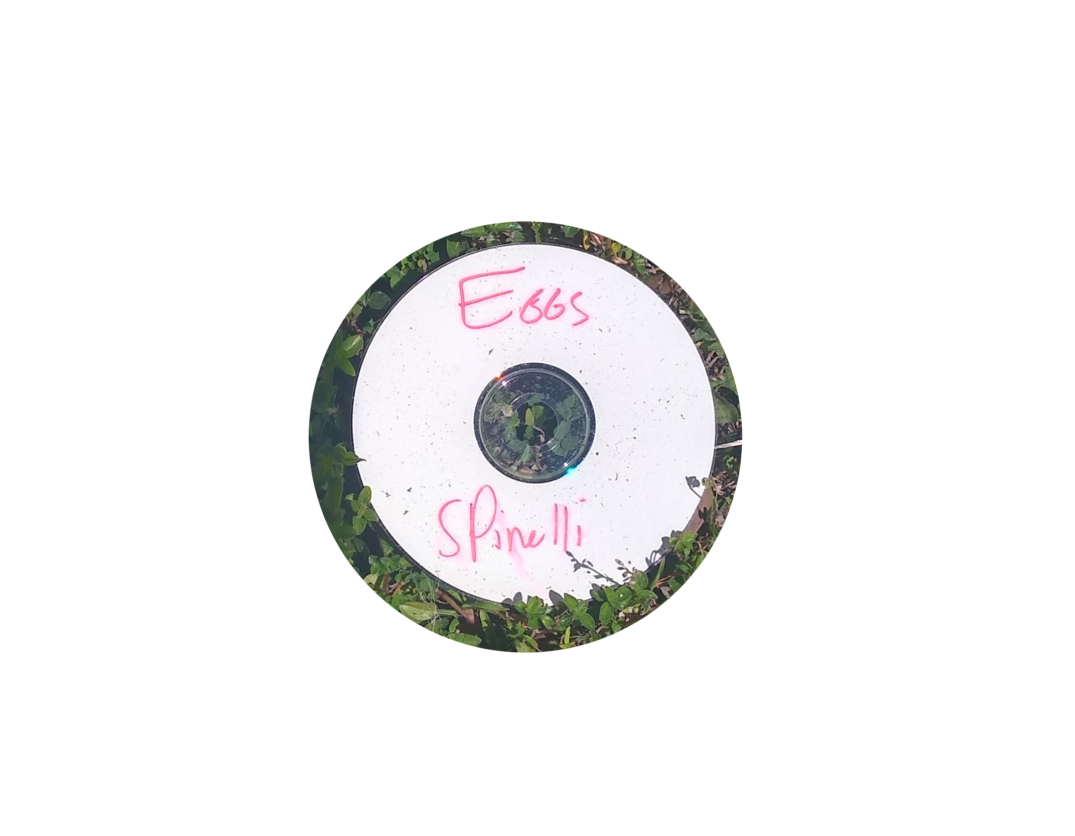 A real CD laying on grass with the words 'Eggs Spinelli' written in red pen on it.